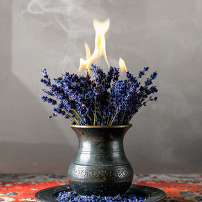 The health properties and history of Lavender.