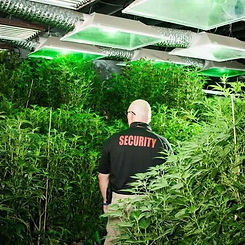 blog-cannabis-security-15941624761288_lg.jpg