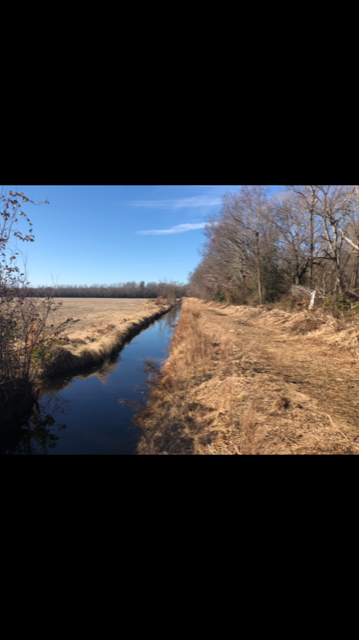 Bear hunt — Dismal Swamp Outfitters