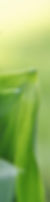 willgard-leaf-3349695_1920_edited.jpg