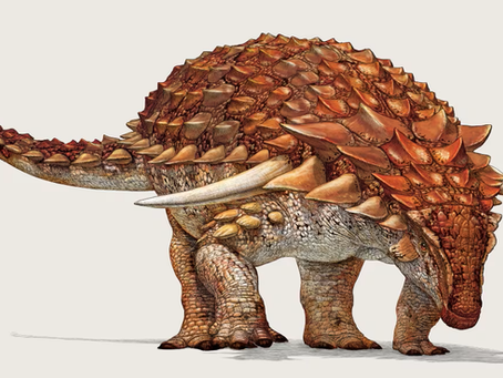 An artist's impression of Borealopelta markmitchelli. (Julius Csotonyi)