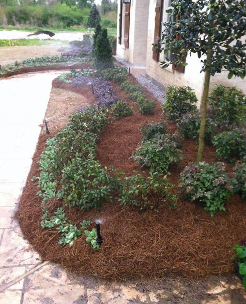 Landscaped yard