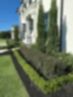 Landscaped yard