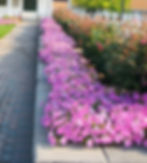 Landscaped yard