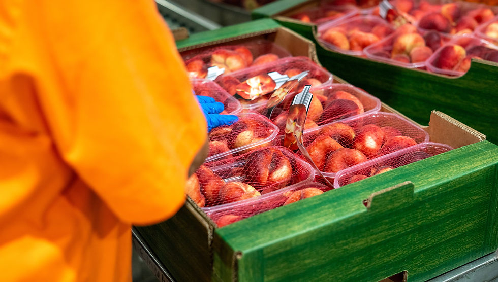 Packaged apricots and cherries in a production facility