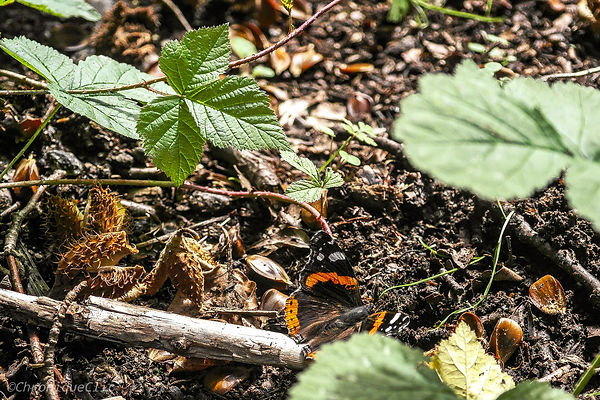 Butterfly BOB MARLEY.jpeg