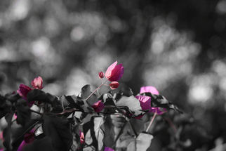 Part of the Colour Isolation Collection