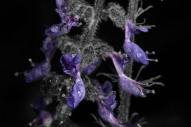 Part of the Colour Isolation Collection