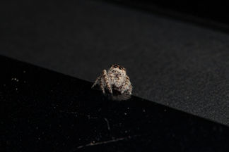 One of several photos of this particular jumping spider, it look almost as if it were posing for the camera.