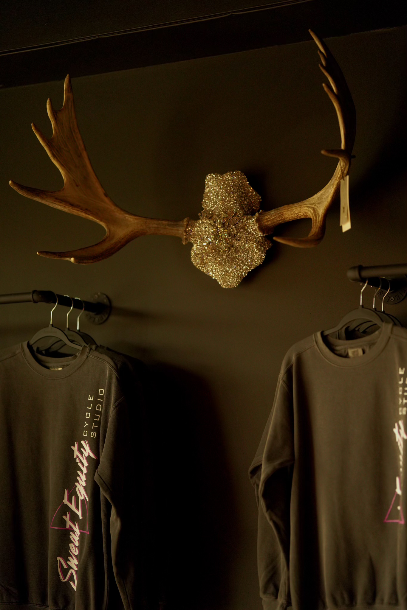 Shiras Moose