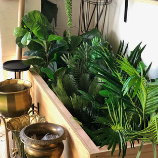L10 Houseplants and ferns various 