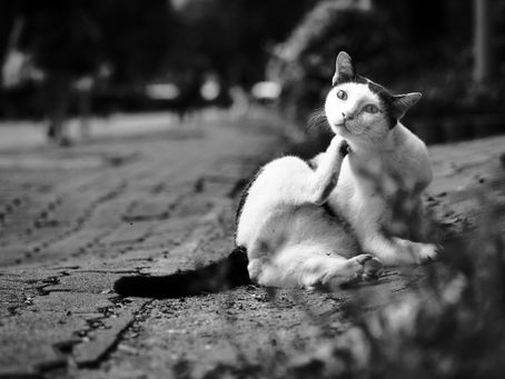 How to get rid of skunk smell off of your pets