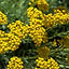 helichrysum.jpg