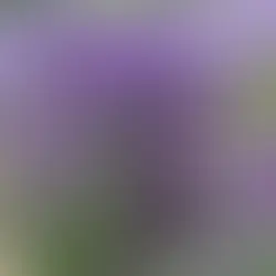 10 Easy Care Bedroom Plants to Brighten Up Your Space