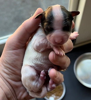 Pup 01 femlae tri.jpg