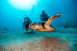 Turtle