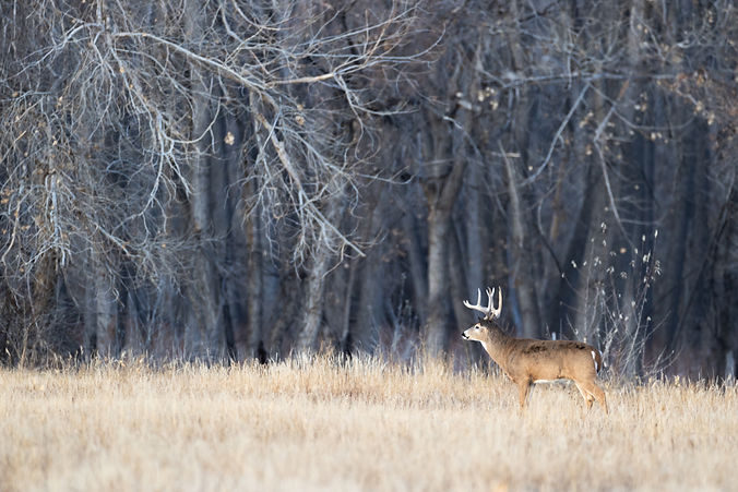 white-tail-profile_edited.jpg