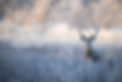 white-tail-winter.jpeg