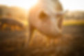 AdobeStock_344449732.jpeg