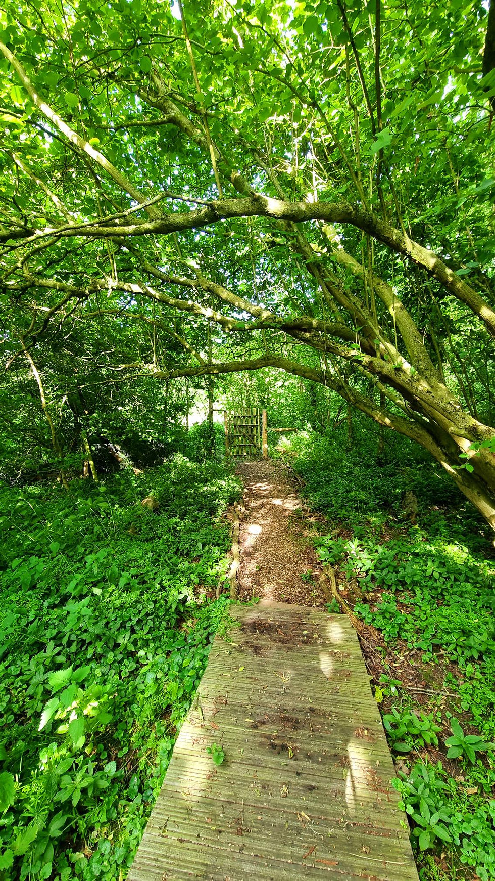 Manor Wood