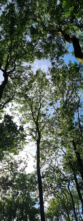 leaf and light 2.jpg