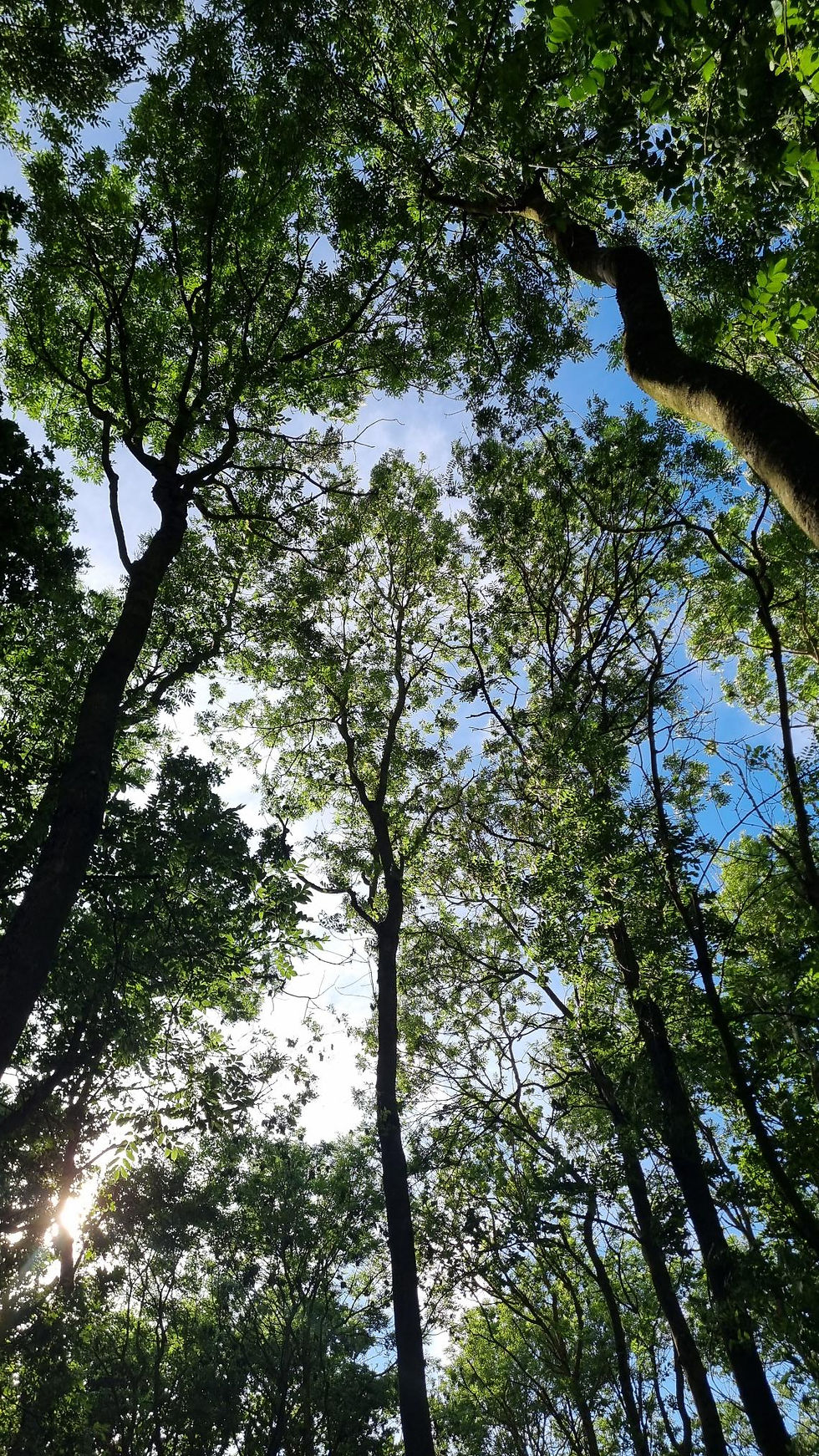 Manor Wood