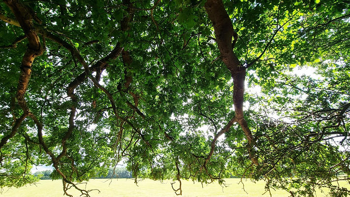 majestic oak.jpg