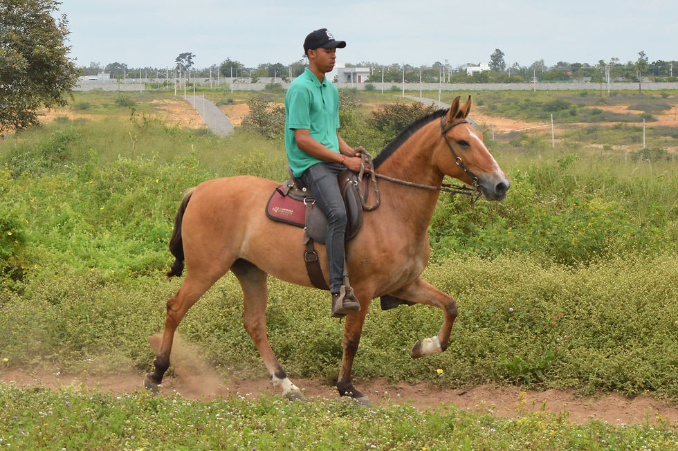 Dinastia da Bela vista