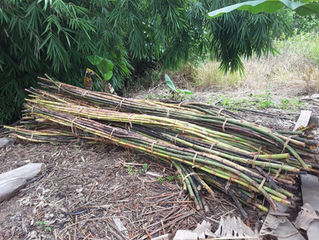 Rattan, Malacca, and Buri Ting Ting