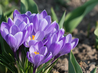 Outdoor Lighting Spring 2021