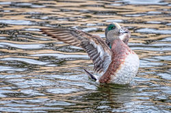 BWP_0996