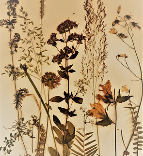 Pflanzen auf Kleister.jpg