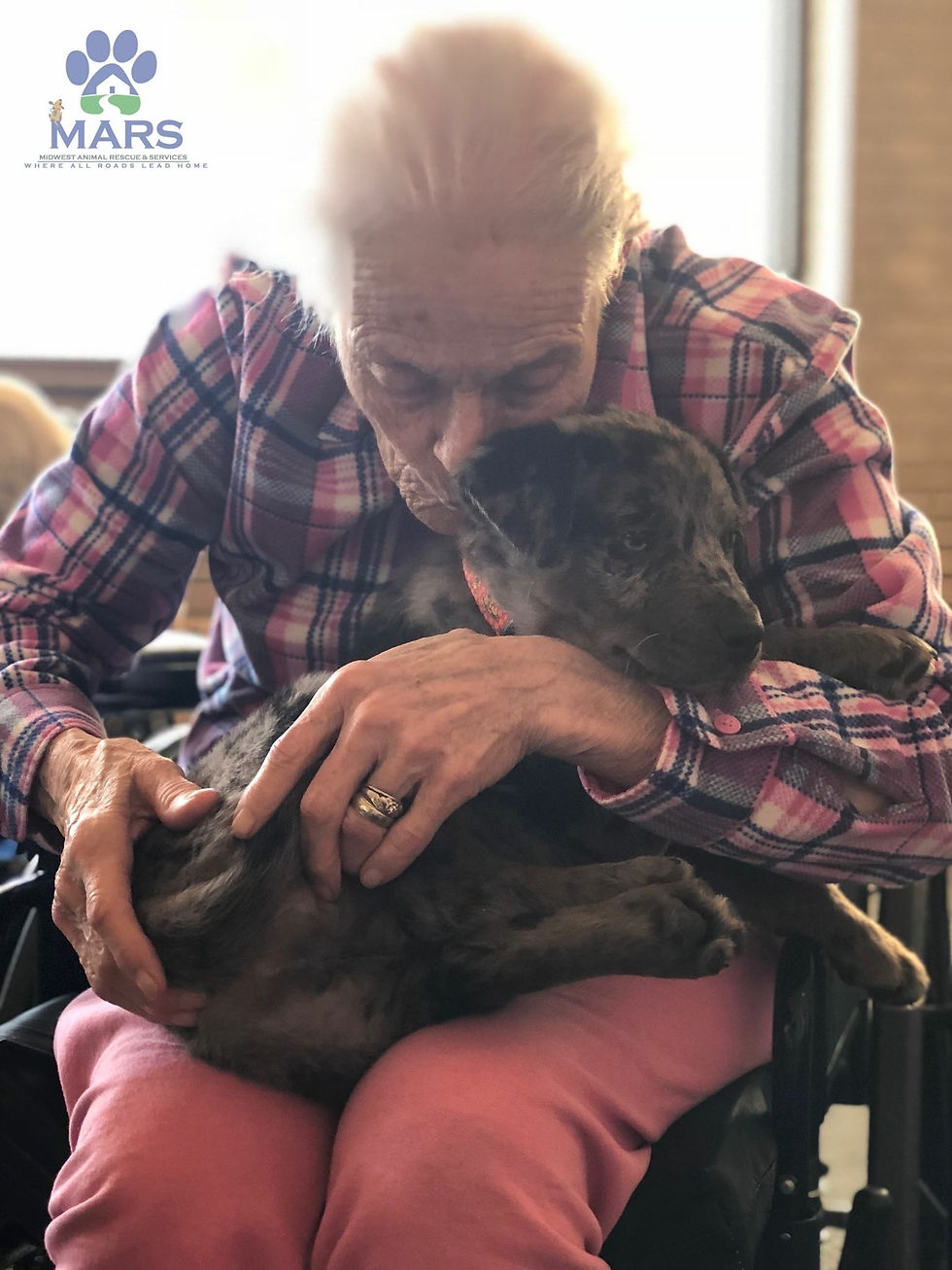 An older adult gently holds and kisses a small black dog resting across their lap.
