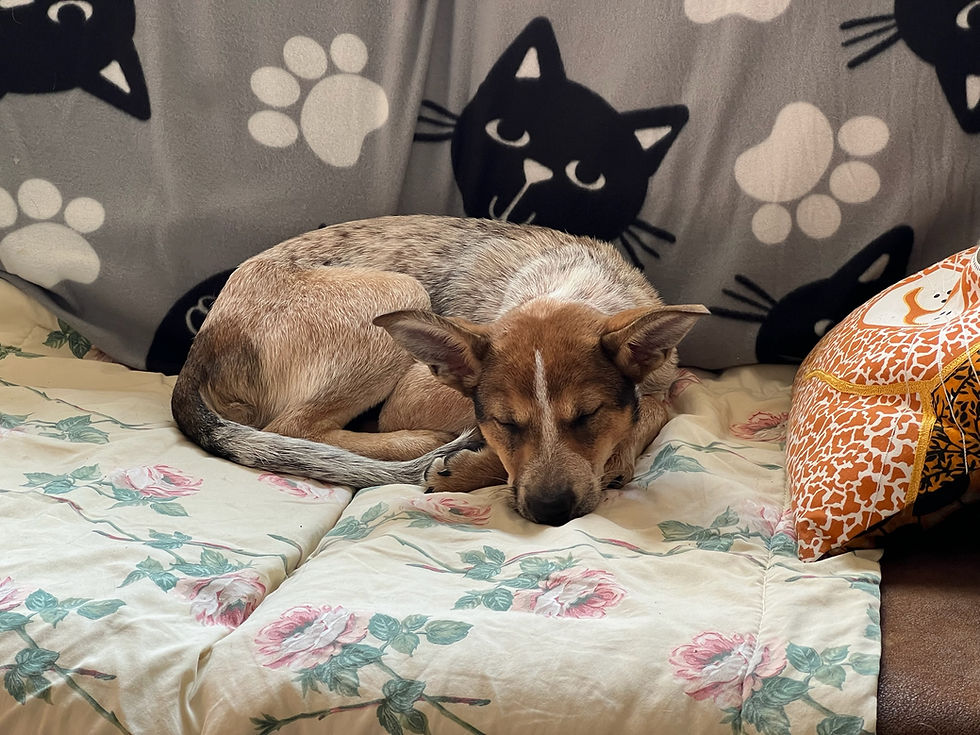 A brown and white dog sleeps curled up on a blanket in a cozy home setting.