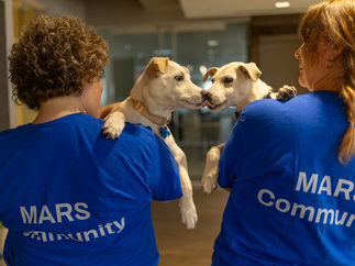 Two MARS volunteers wearing blue MARS Community shirts hold two light-colored puppies as the puppies touch noses during a corporate community event.