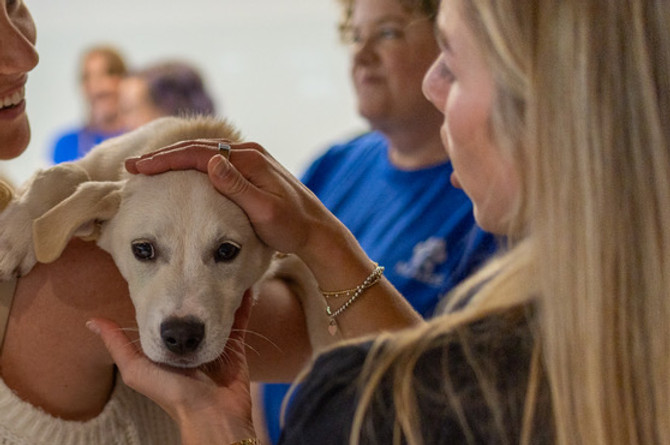 Puppy being gently held and comforted at a MARS adoption event