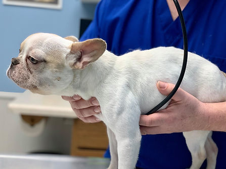 Veterinary professional listens to a small white dog’s heartbeat with a stethoscope