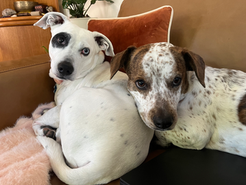 Walter, a white dog with a black spot around one eye, and Tovah, a white and brown spotted dog, lying together on a couch.
