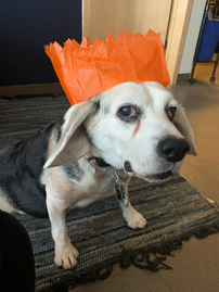 Candy, a white, tan, and black rescued dog, standing on a rug indoors with orange tissue paper placed like a crown on her head.