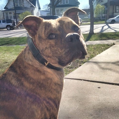 Brindle MARS rescue dog sitting outside in a residential neighborhood