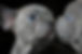 puppies