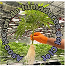  Asociación privada de usuarios de cannabis. La entrada es exclusiva para los socios. No se hacen socios nuevos a aquellas personas que no vengan avaladas por alguien que ya es socio de la asociación. Se realizan inscripciones nuevas a personas residentes y mayores de 21 años que vengan avalados por alguien que ya esté inscrito.

