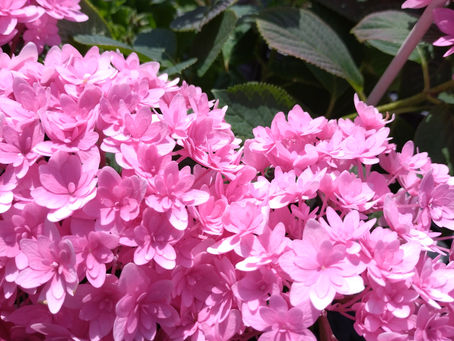 子どもとの生活から私を振り返る