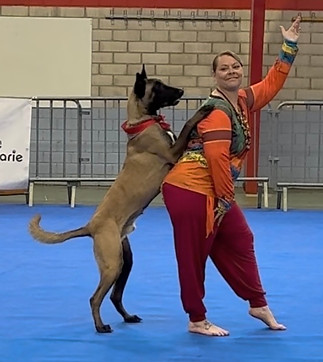 Malinois dog dancing