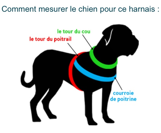 Le Harnais De Securite Histoires De Chiens