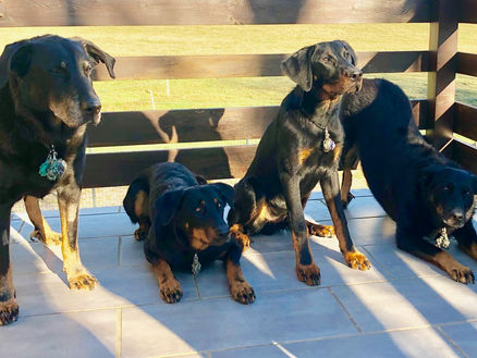 4 gros chiens beaucerons super bien éduqués dans 4 positions différentes au soleil