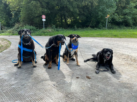 Les besoins du chien (adulte) de famille