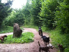 Comment fixer un cadre clair pour mon chien ?