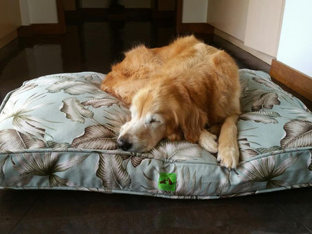 THE 12 DAYS OF CALVIN & SUSIE’S GIFT GUIDE: DAY THREE – CALVIN & SUSIE ALOHA PET BEDS