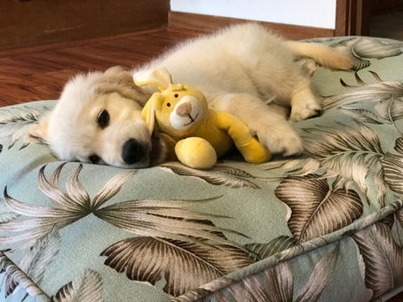 カルビン&スージー・ゴールデン子犬・Spencerちゃん③